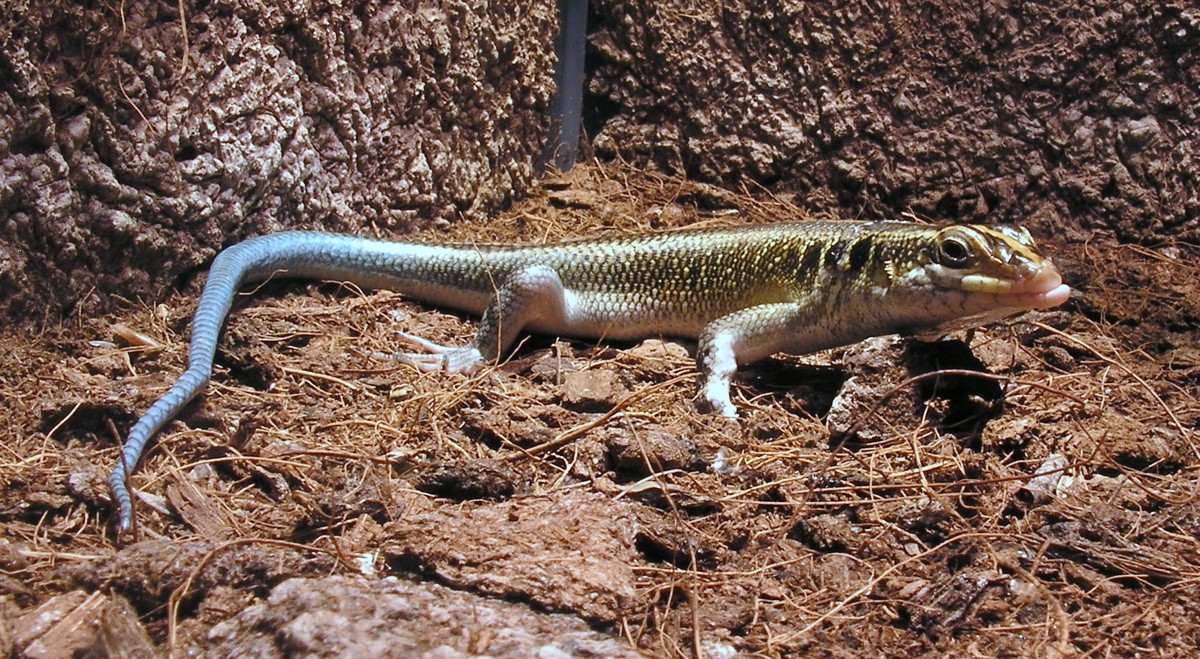 Trachylepis quinquetaeniata