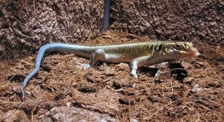 Trachylepis quinquetaeniata