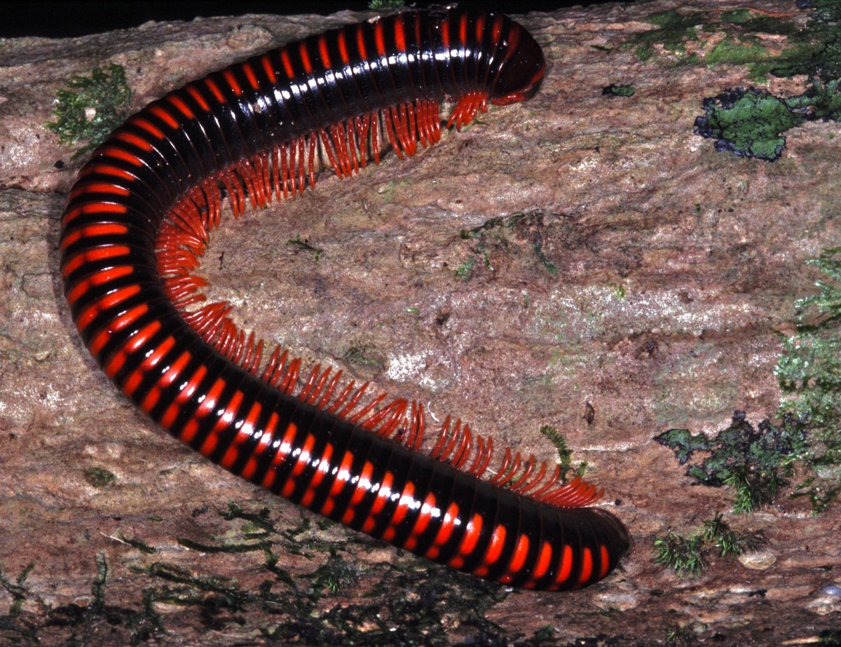 Aphistogoniulus corallipes
