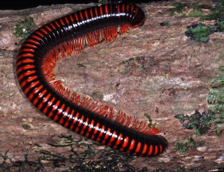 Aphistogoniulus corallipes