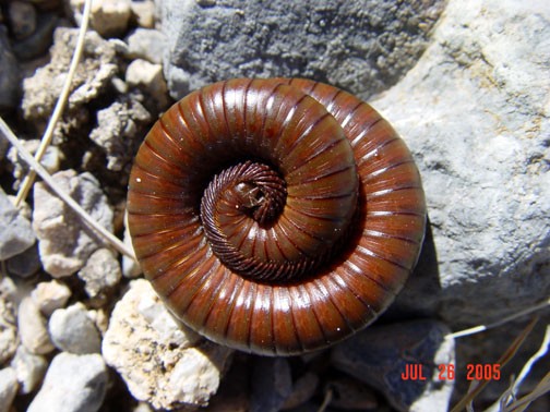 Orthoporus ornatus