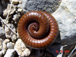 Orthoporus ornatus