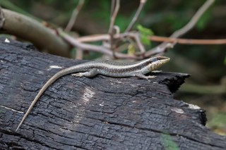 Trachylepis striata