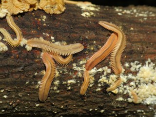 Brachycybe lecontii