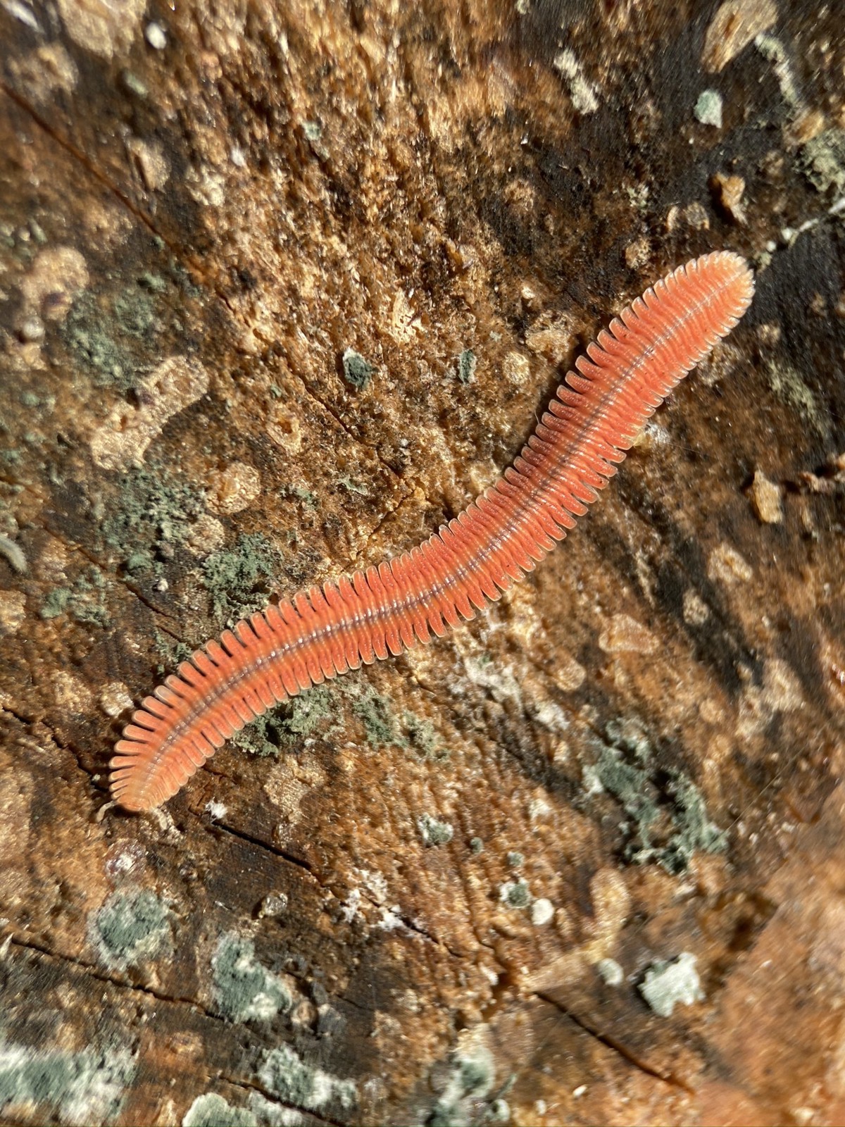 Brachycybe rosea
