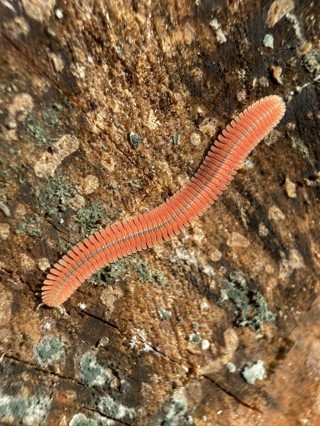 Brachycybe rosea