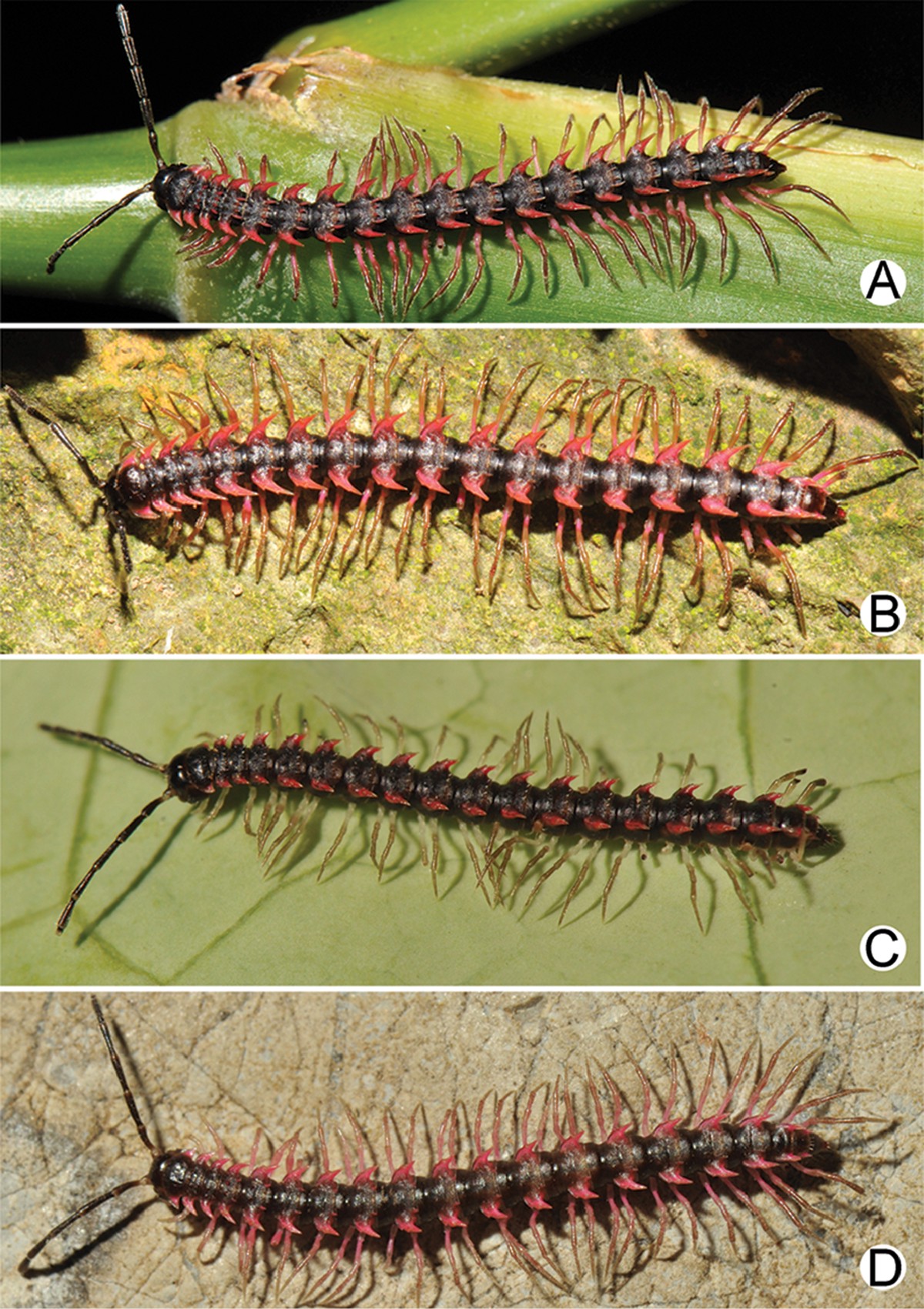 Desmoxytes planata