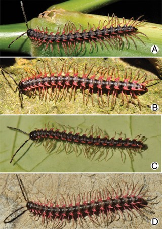 Desmoxytes planata