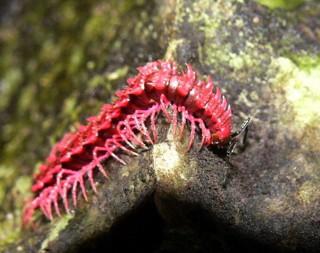 Desmoxytes purpurosea