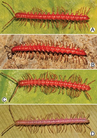 Desmoxytes delfae