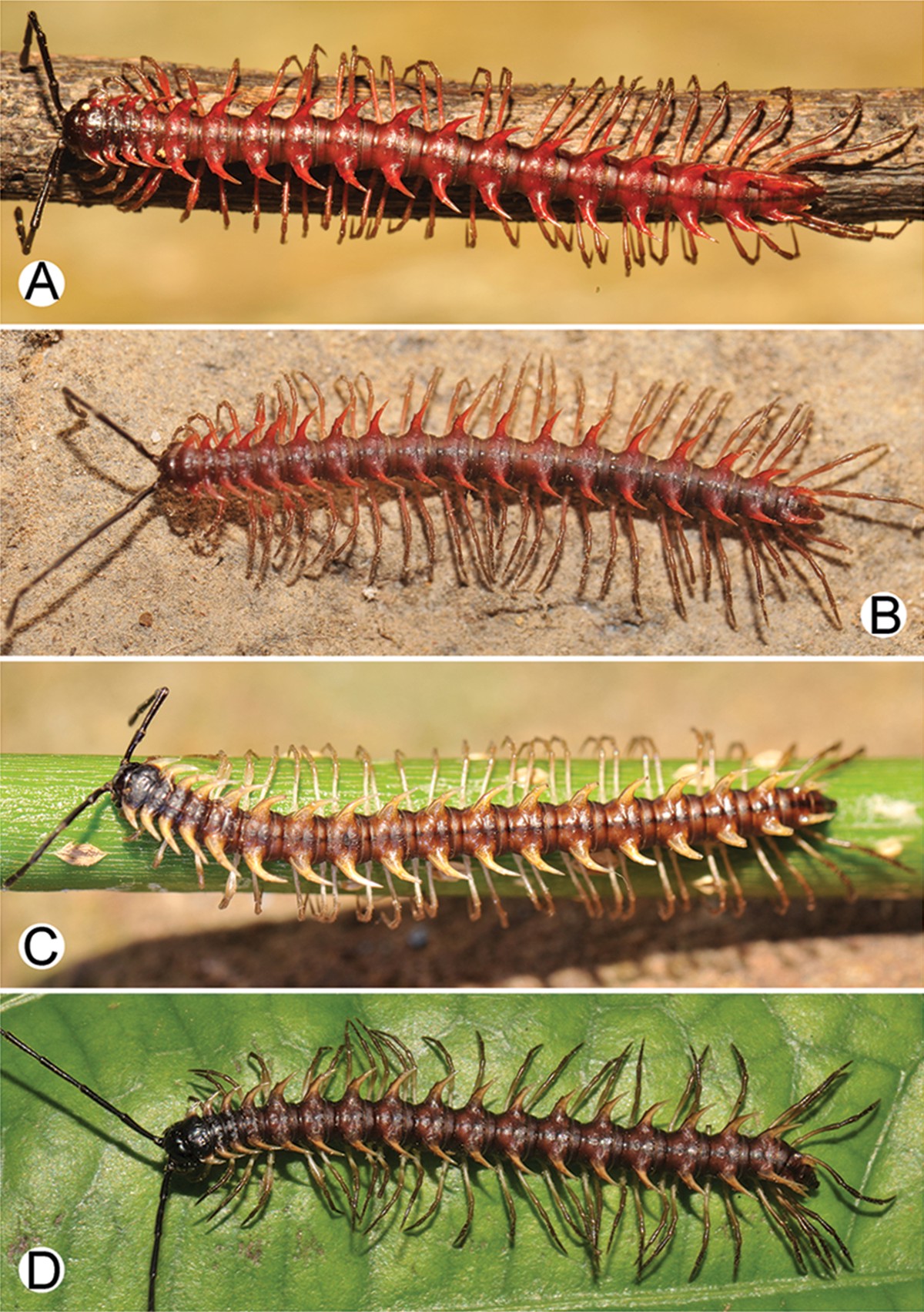 Desmoxytes cervina