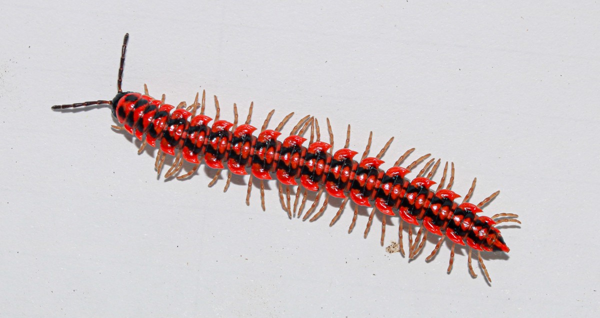 Antheromorpha uncinata