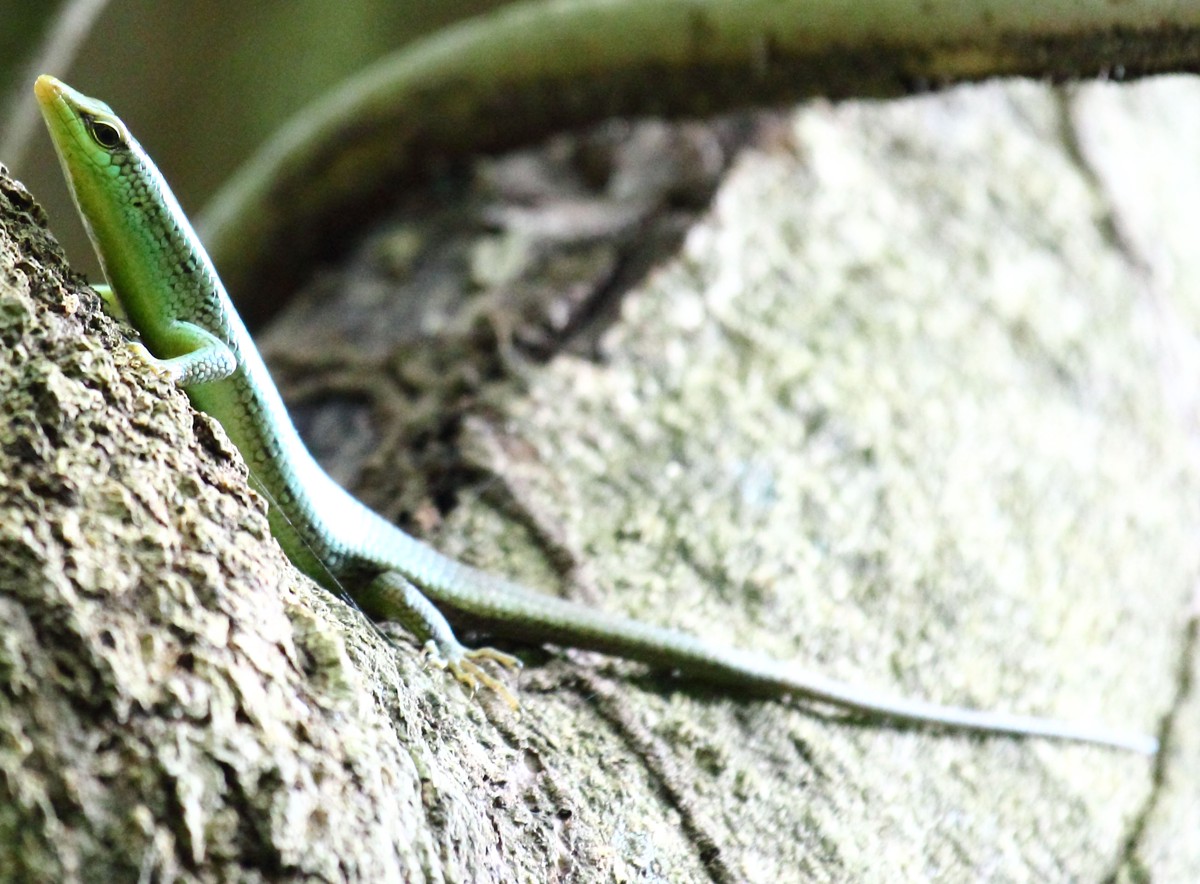 Dasia olivacea