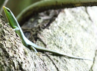 Dasia olivacea