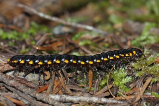 Harpaphe haydeniana