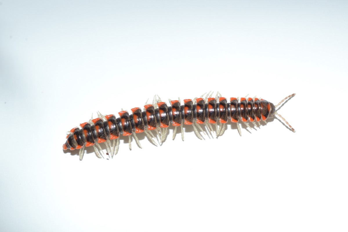 Euryurus leachii