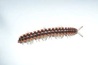 Euryurus leachii