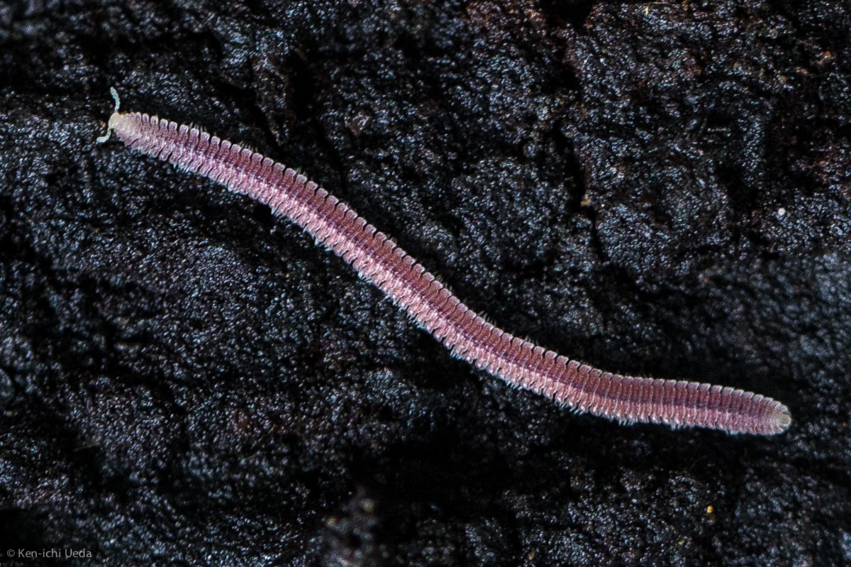 Gosodesmus claremontus