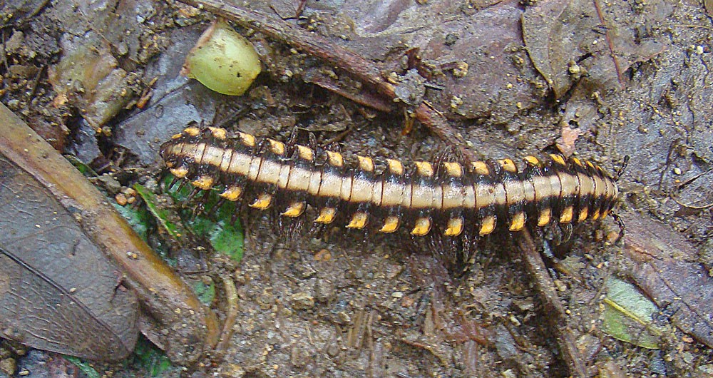 Nyssodesmus python