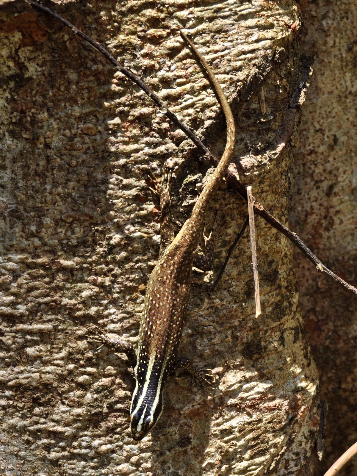 Dasia vittata