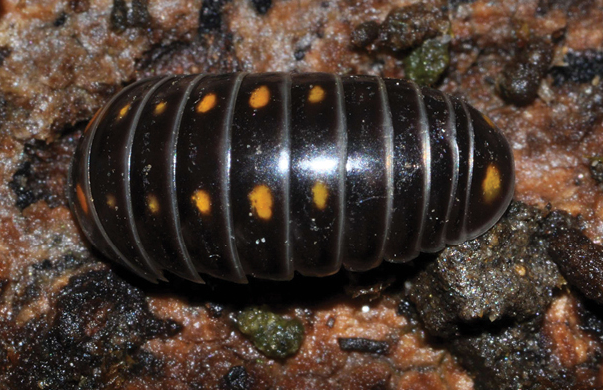 Glomeris pustulata