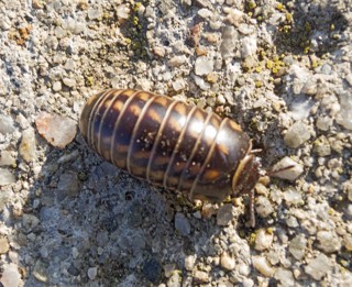 Glomeris hexasticha