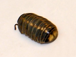 Glomeris connexa