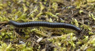 Tachypodoiulus niger