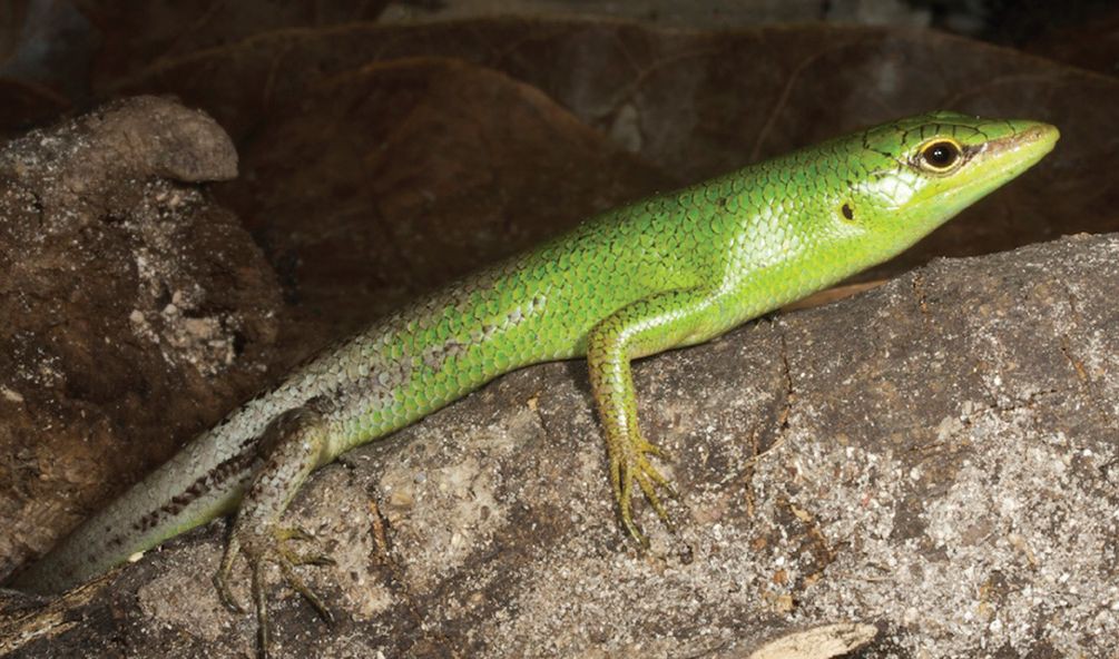 Lamprolepis smaragdina