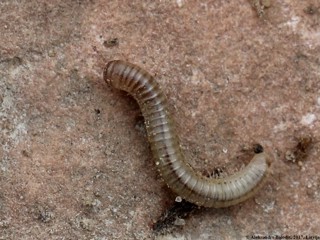 Cylindroiulus punctatus