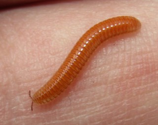 Polyzonium germanicum