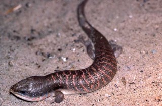Eumeces algeriensis
