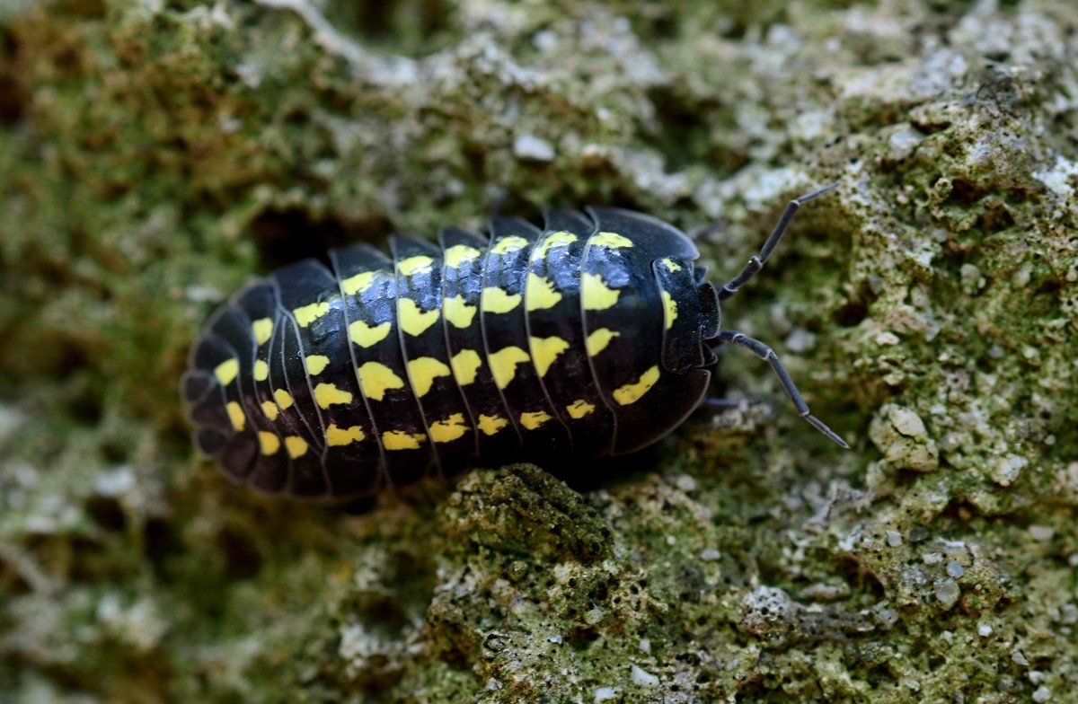 Armadillidium gestroi