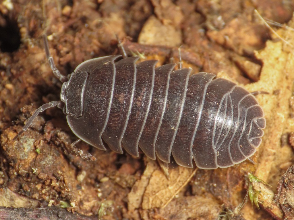 Armadillidium depressum