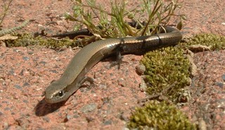 Ablepharus kitaibelii