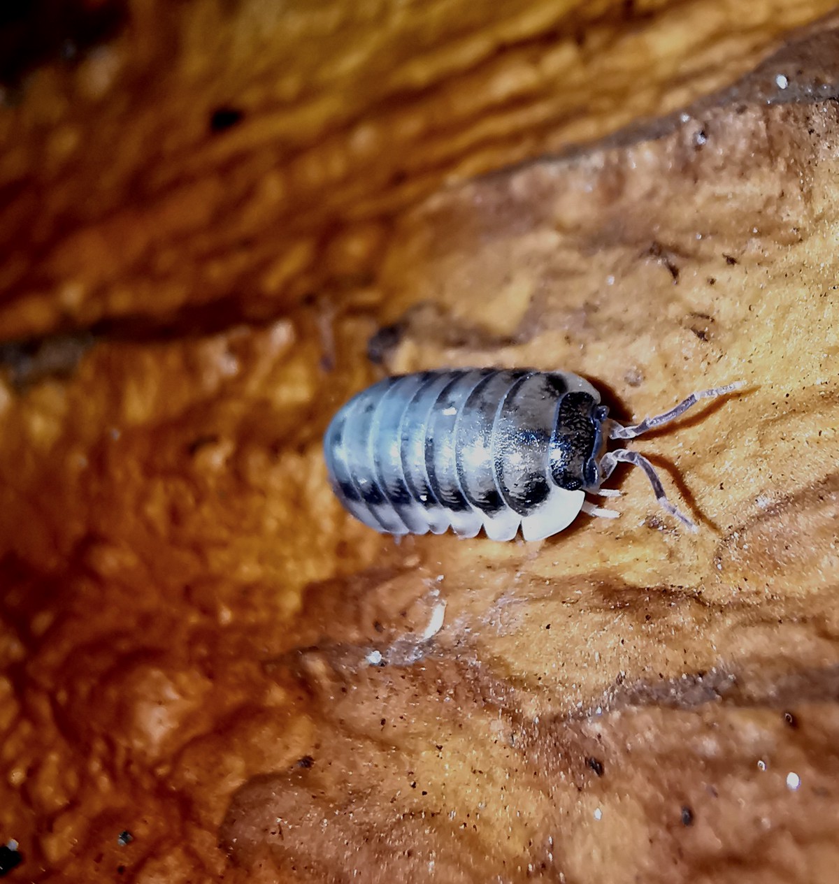 Armadillidium corcyraeum