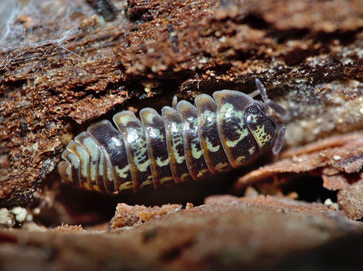 Armadillidium pulchellum