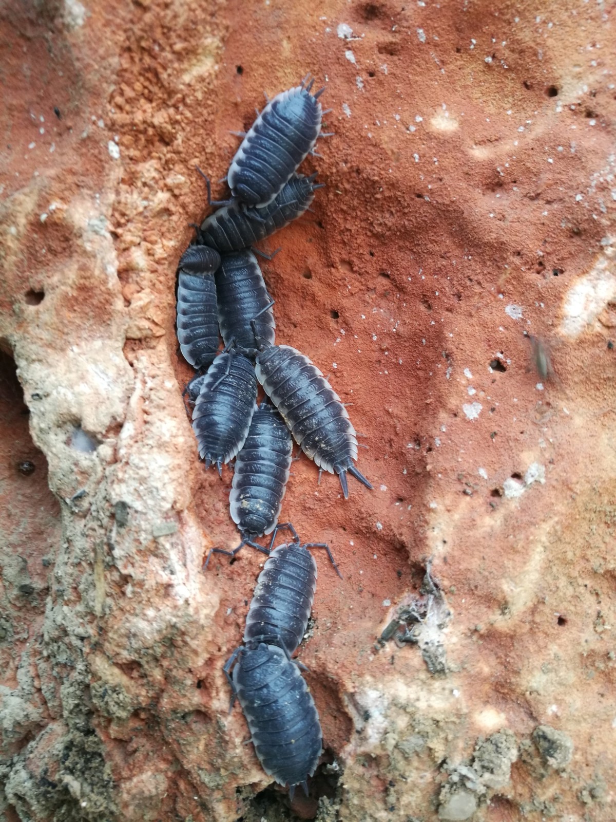 Porcellio hoffmannseggii