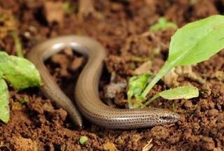 Ophiomorus punctatissimus