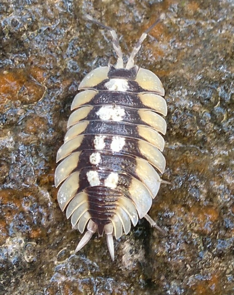 Porcellio expansus