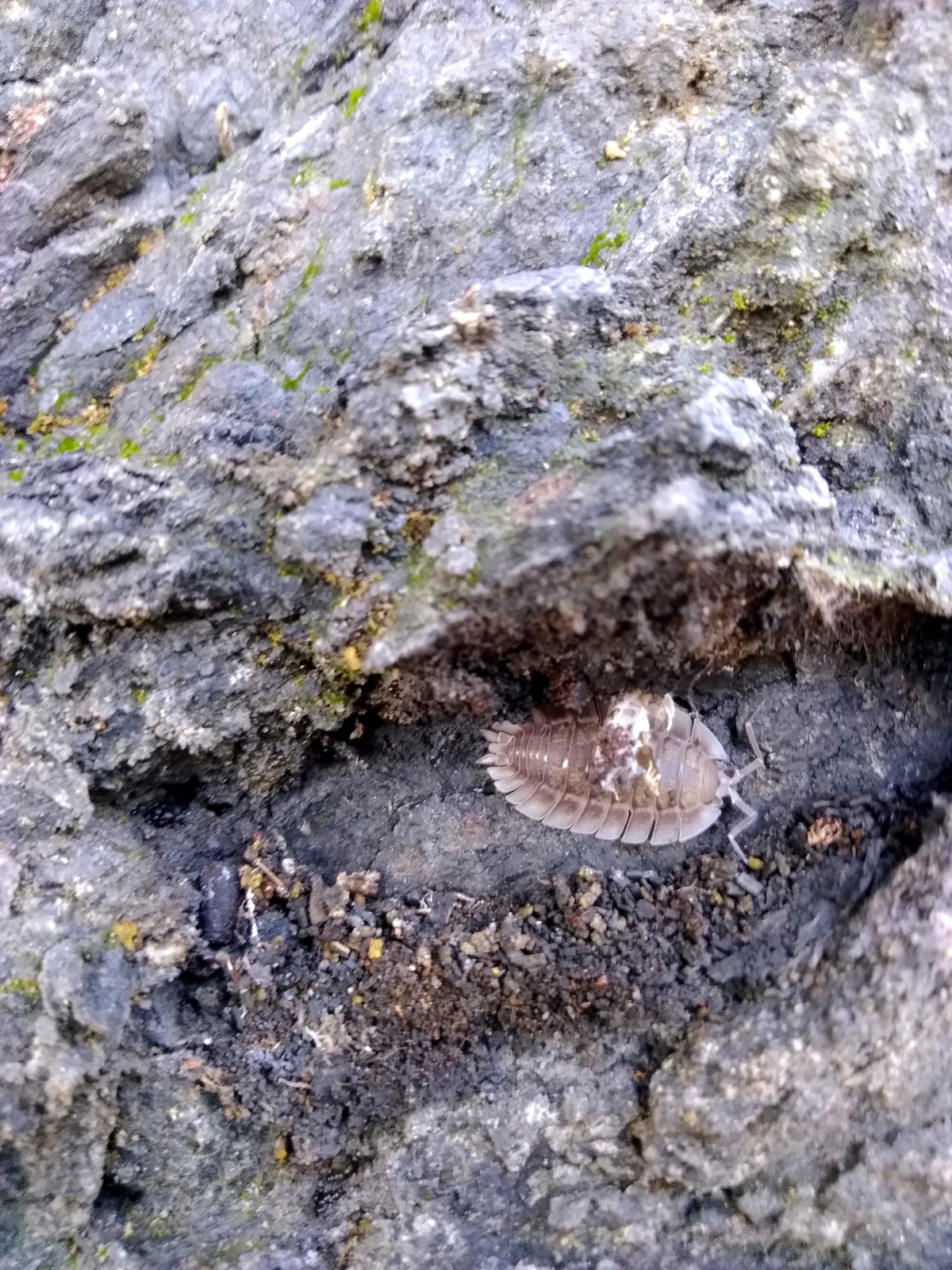 Porcellio spatulatus