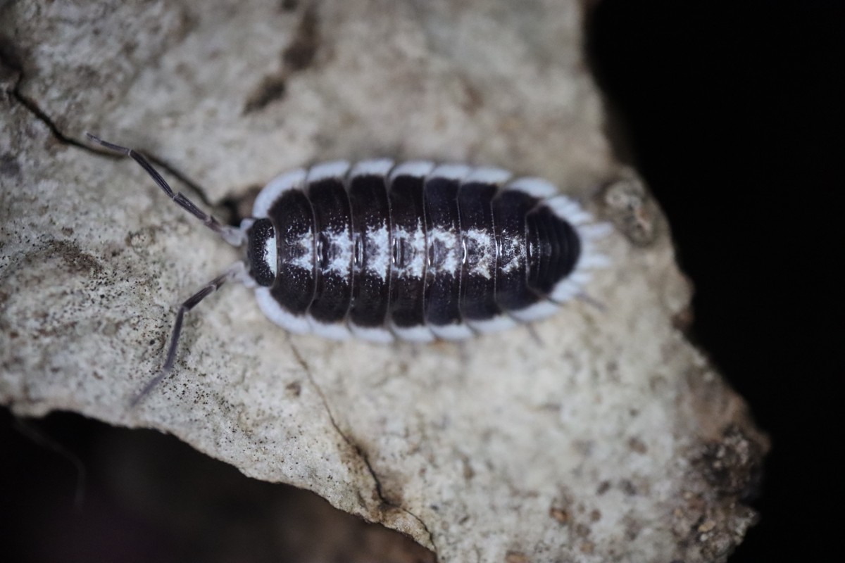 Porcellio flavomarginatus