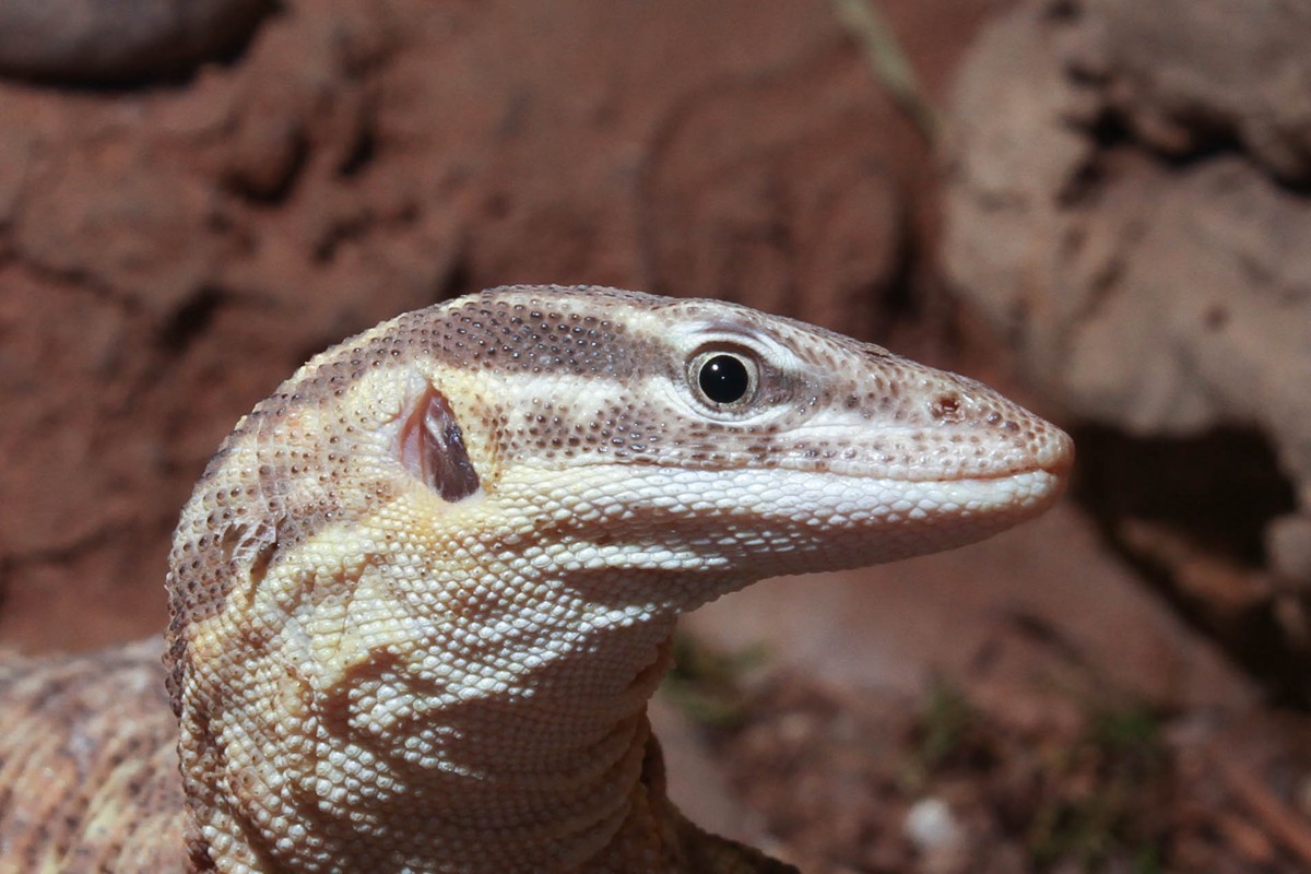 Varanus acanthurus
