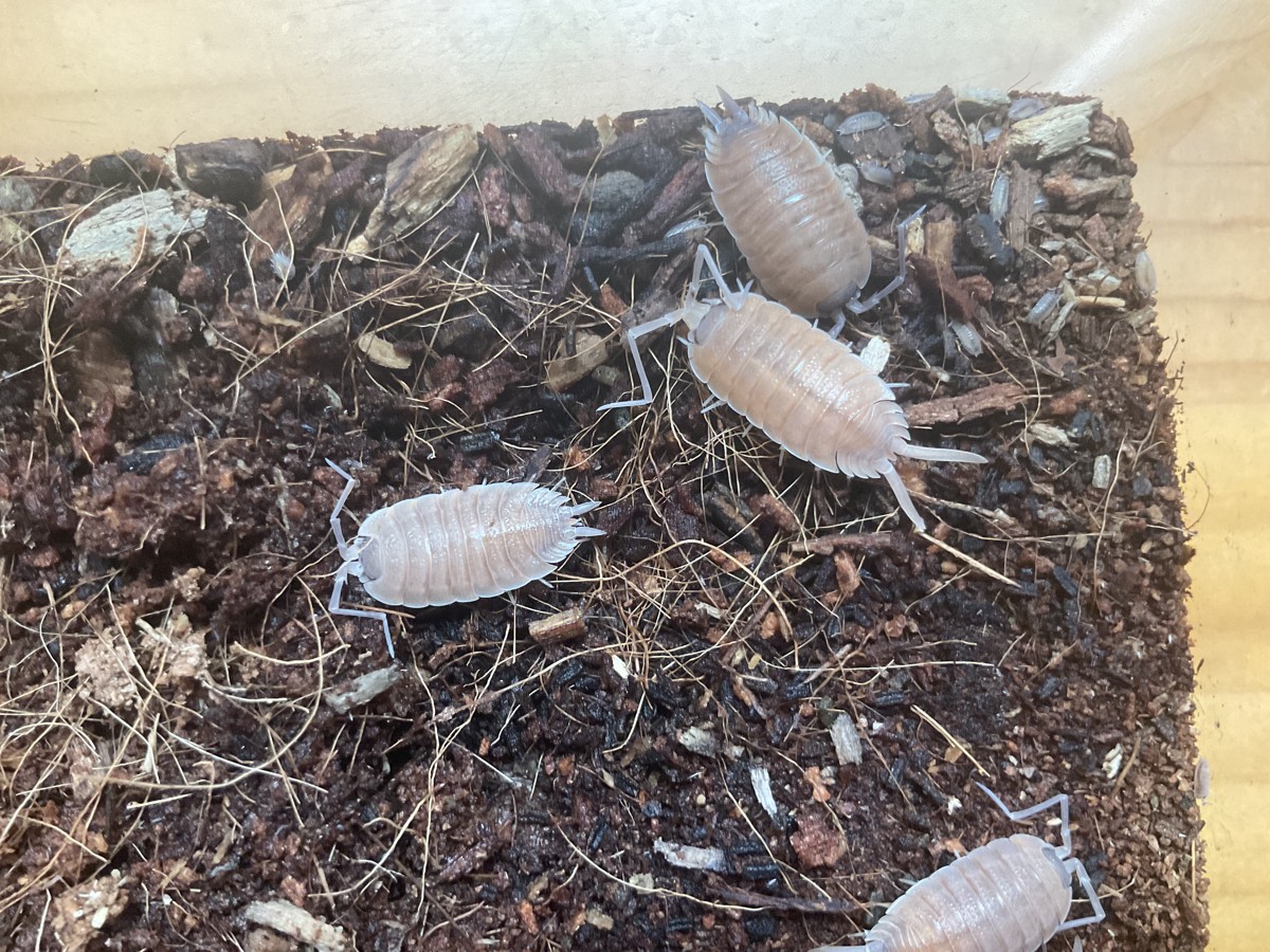Porcellio nicklesi