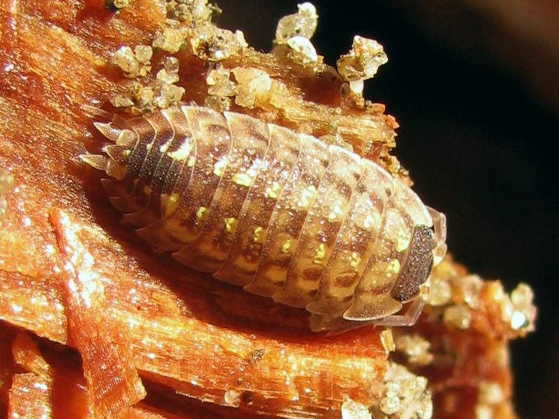 Porcellio spinicornis