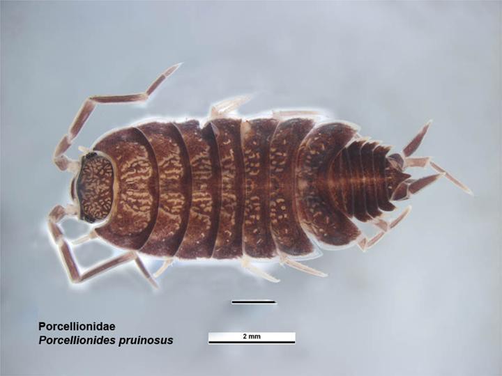 Porcellionides pruinosus
