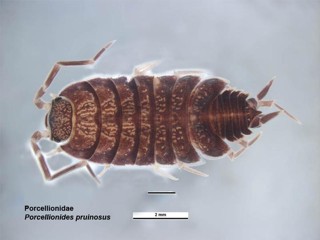 Porcellionides pruinosus