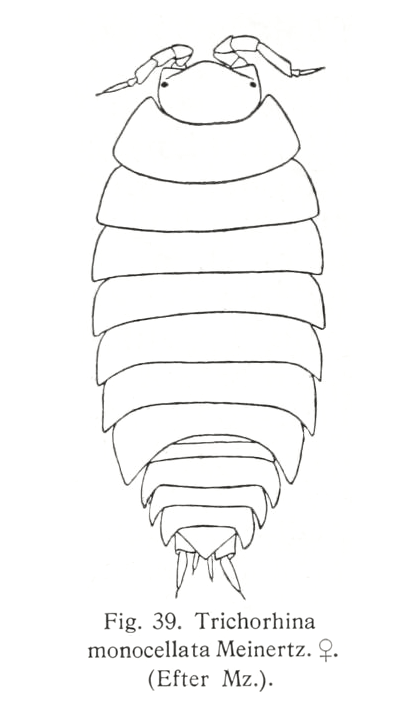 Trichorhina tomentosa