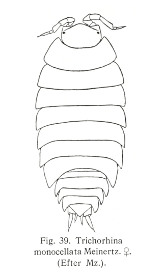 Trichorhina tomentosa