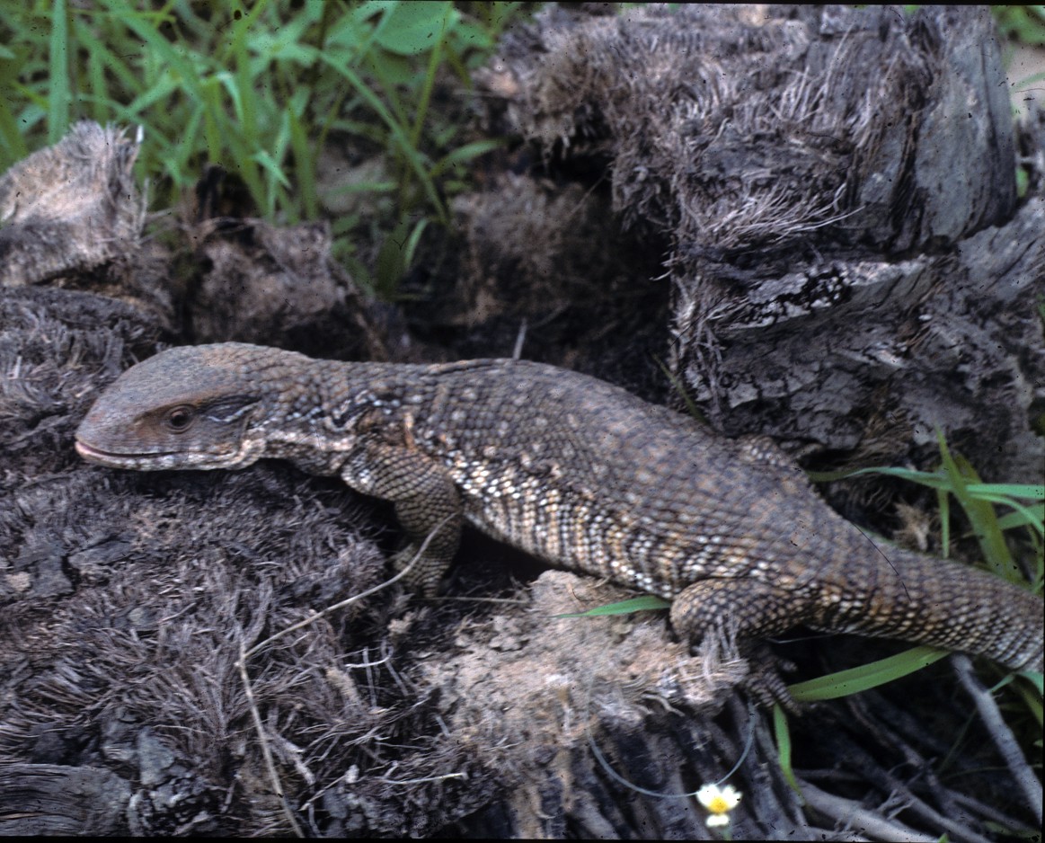 Varanus exanthematicus